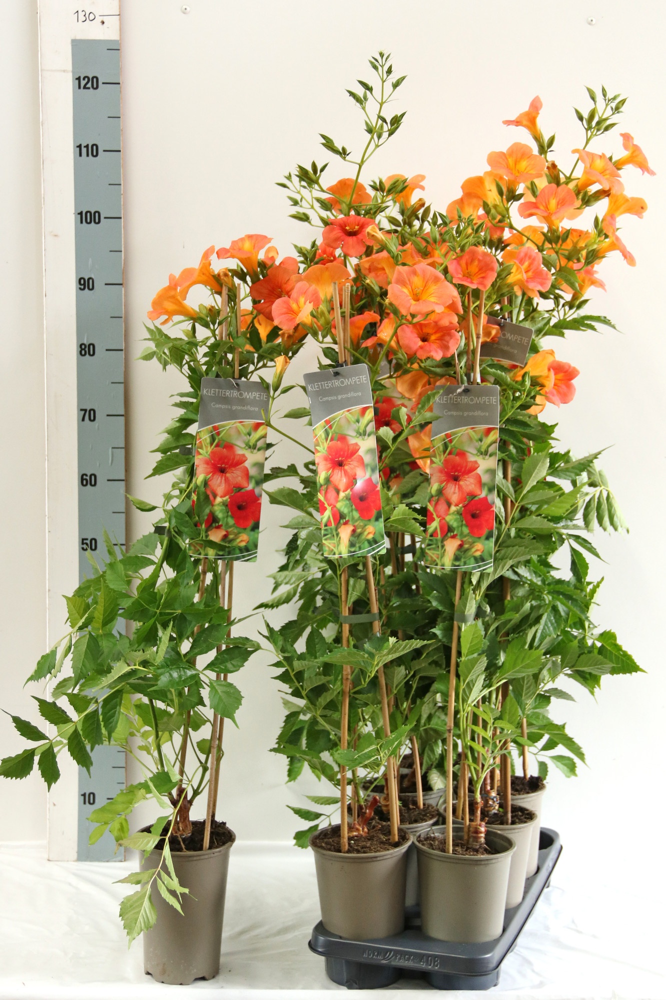 Campsis grandiflora