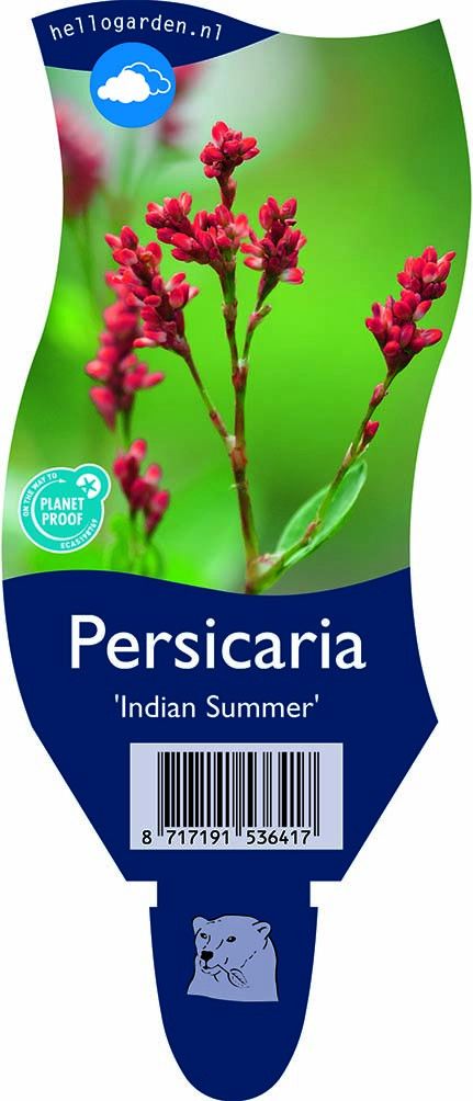 Persicaria 'Indian Summer'