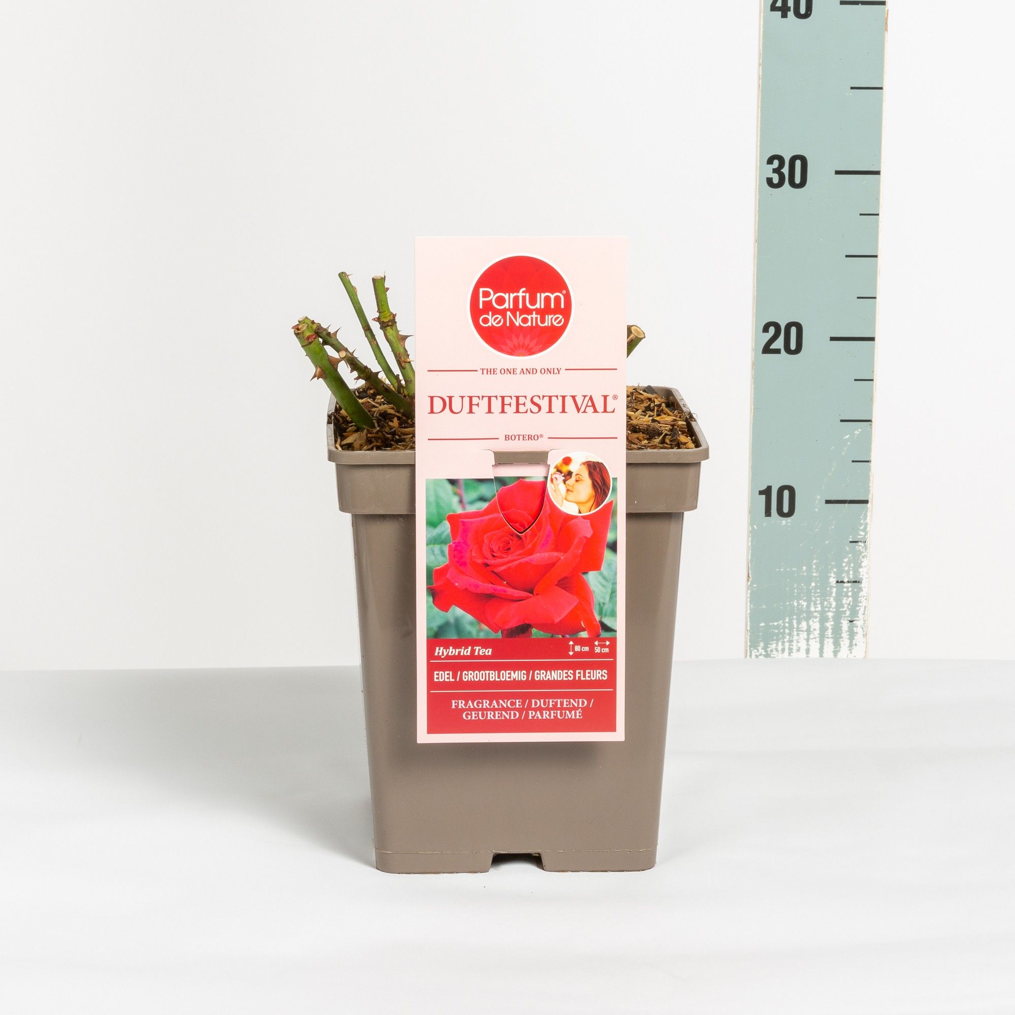 Rosa Duftfestival ® 'Parfum de Nature'