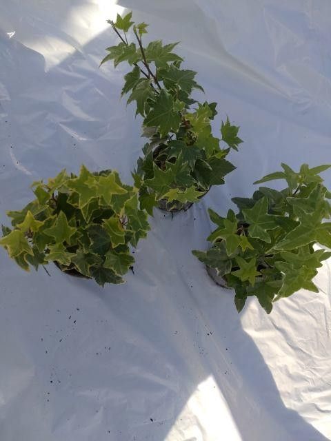 Hedera helix Variegated | Gardenline