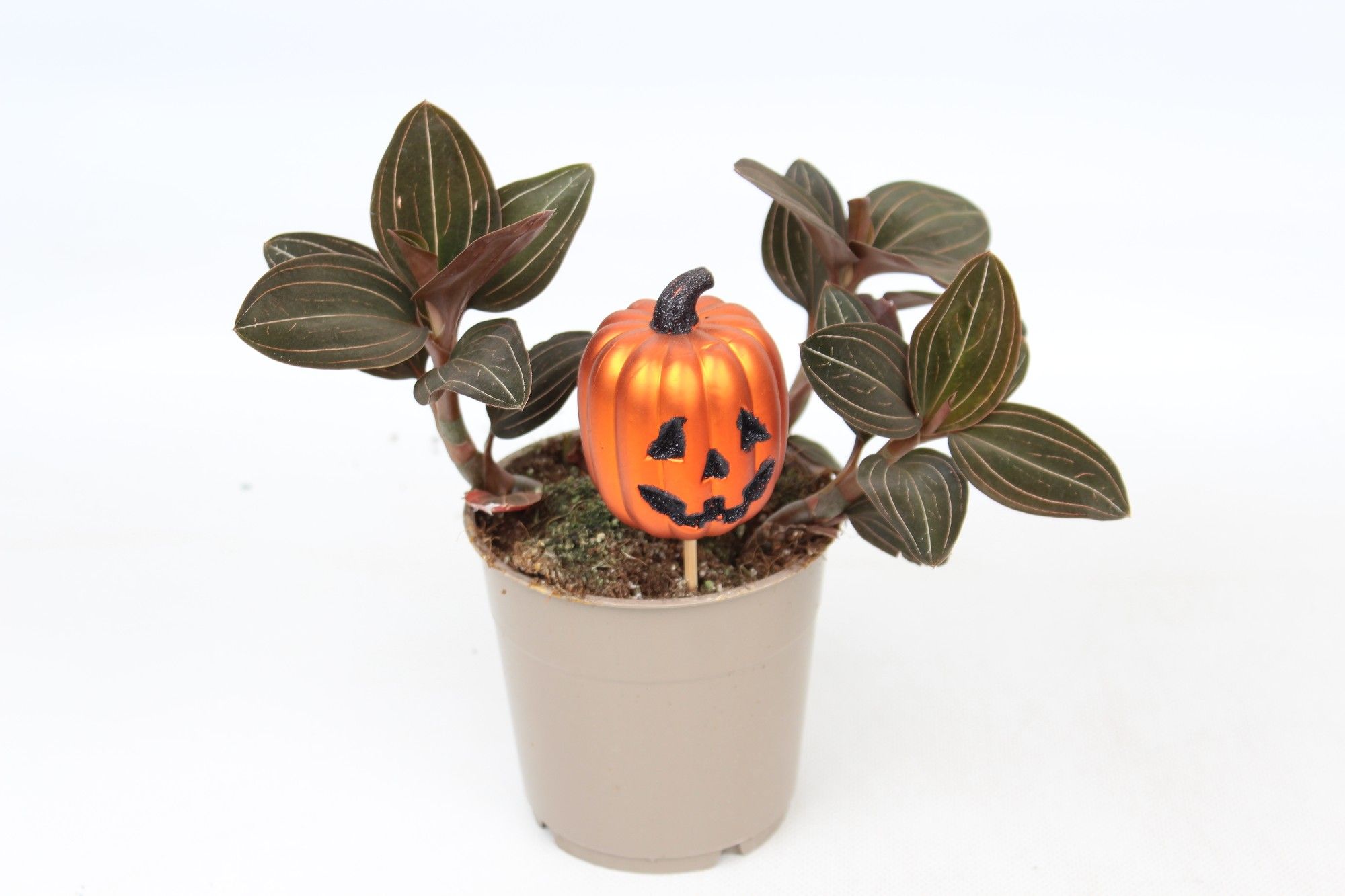 Ludisia Halloween Ludisia discolor