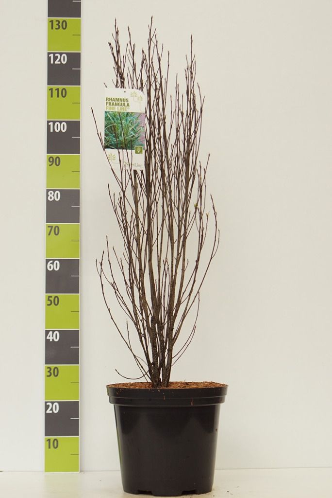 Frangula 'Fine Line'®