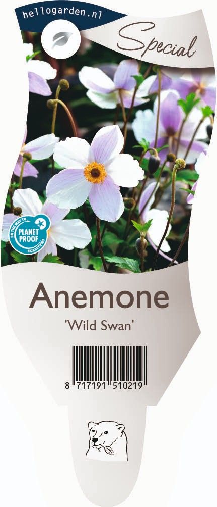 Anemone Wild Swan ('Macane001')