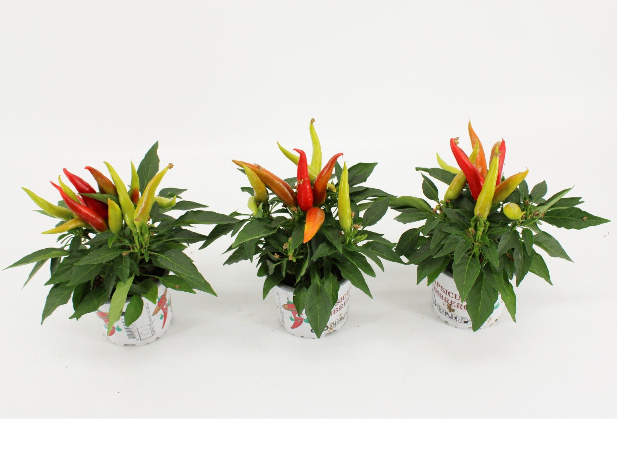Capsicum Sombrero Joker Groen/Rood