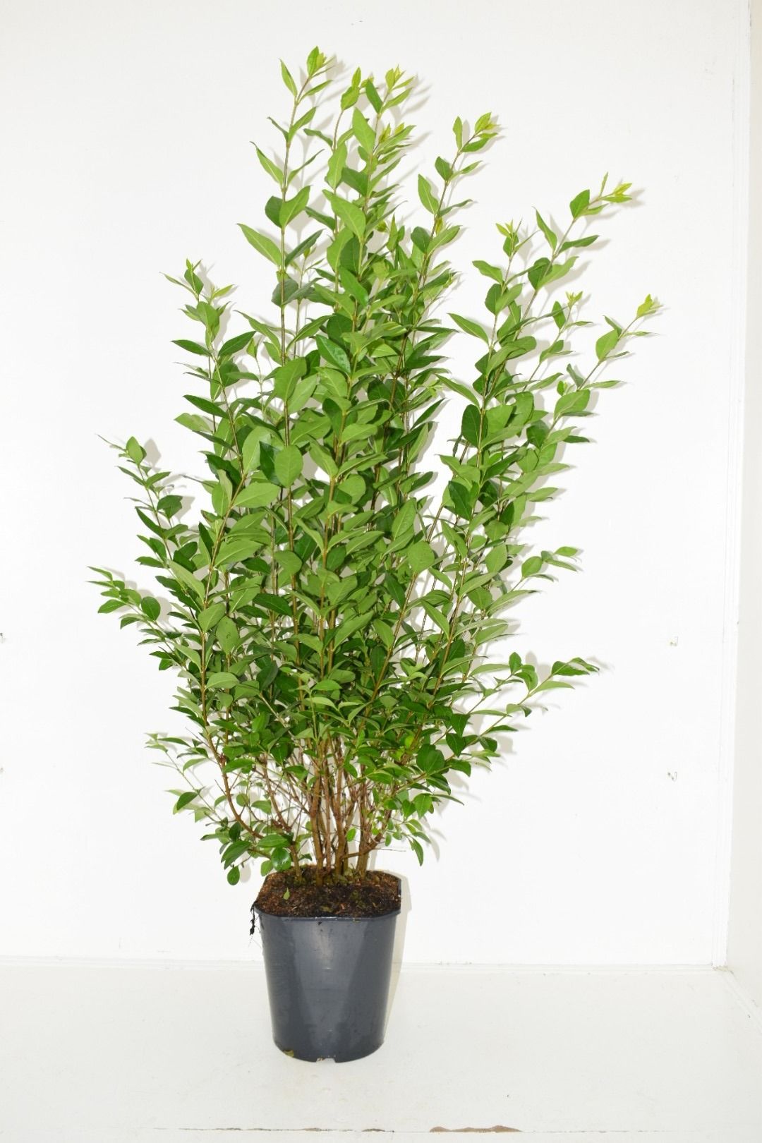 Ligustrum ovalifolium haag