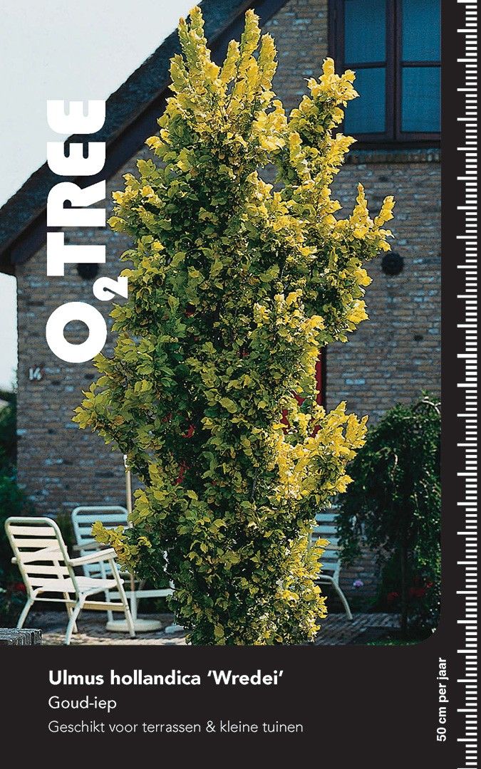 Ulmus hollandica 'Wredei' beveerd