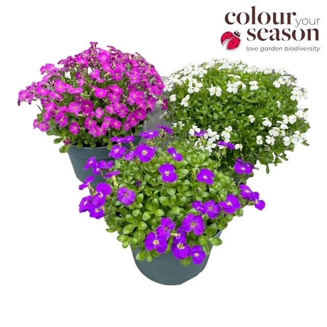 Aubrieta mix
