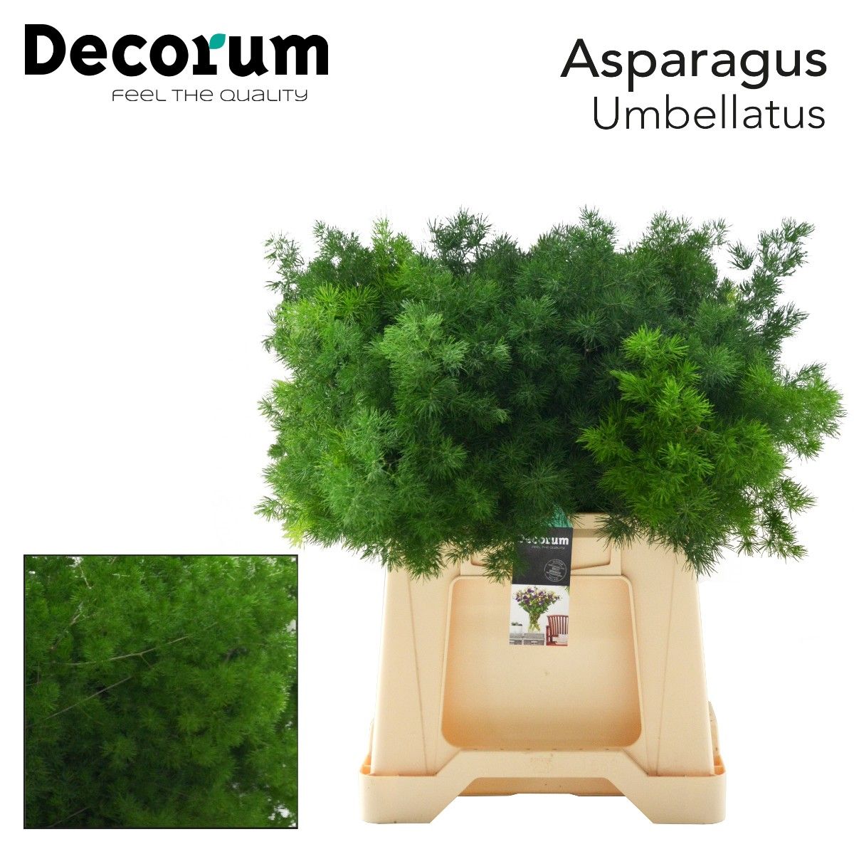 Asp Umbellatus