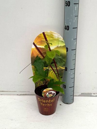 Passiflora edulis p12