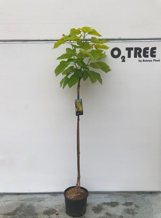 Catalpa bignonioides 'Aurea' halfstam