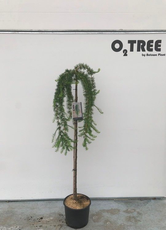 Larix decidua 'Puli' stam