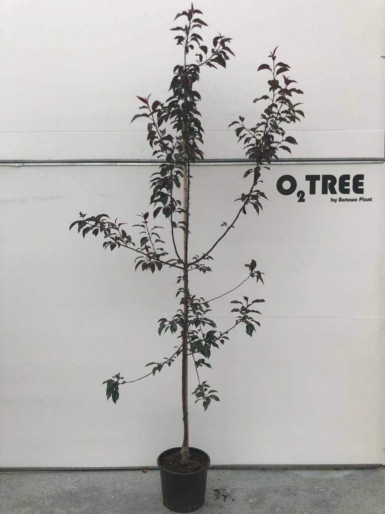 Malus 'Royalty' beveerd