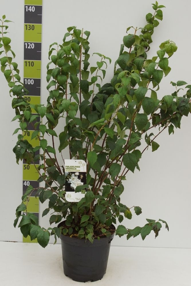 Philadelphus 'Schneesturm'