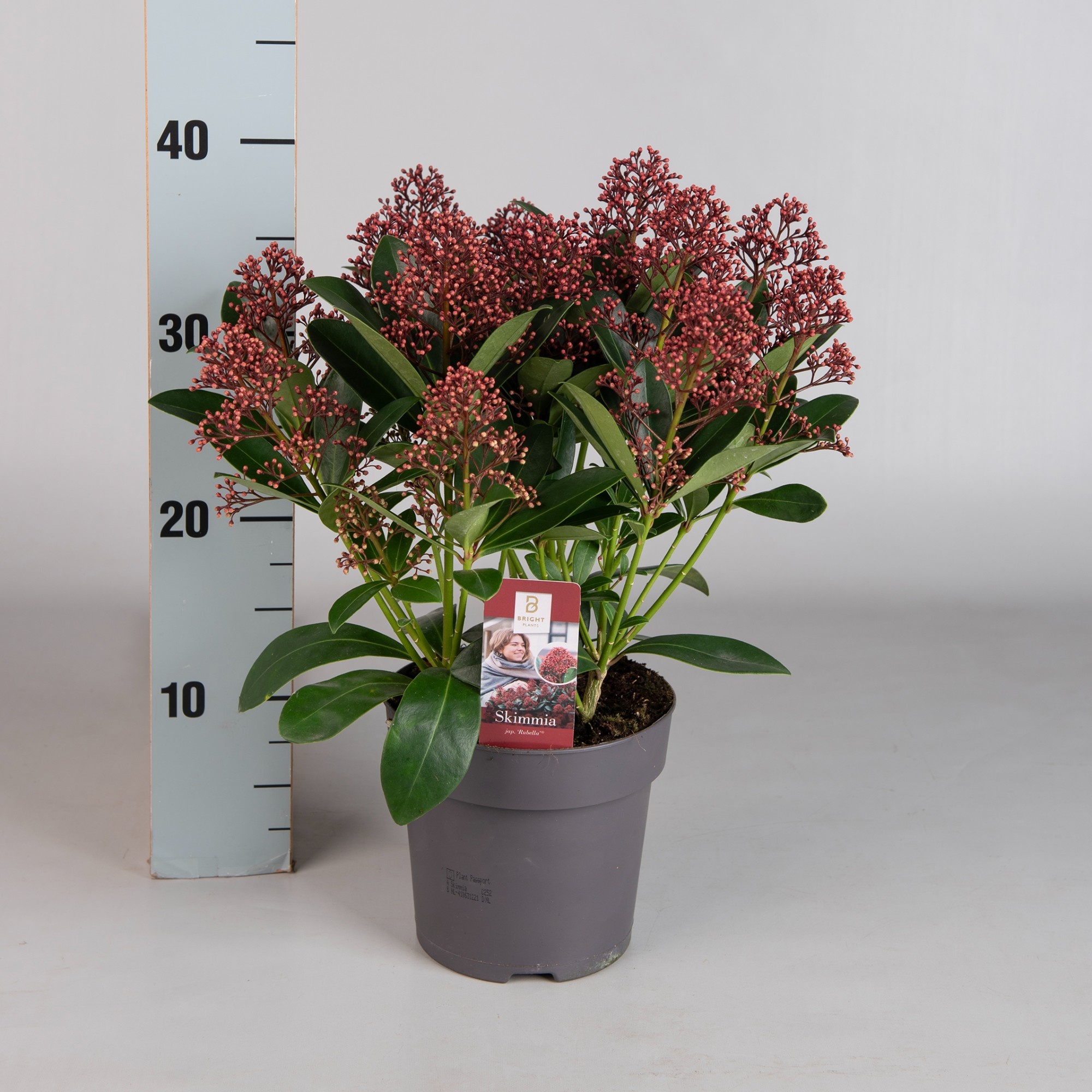 Skimmia Rubella 15