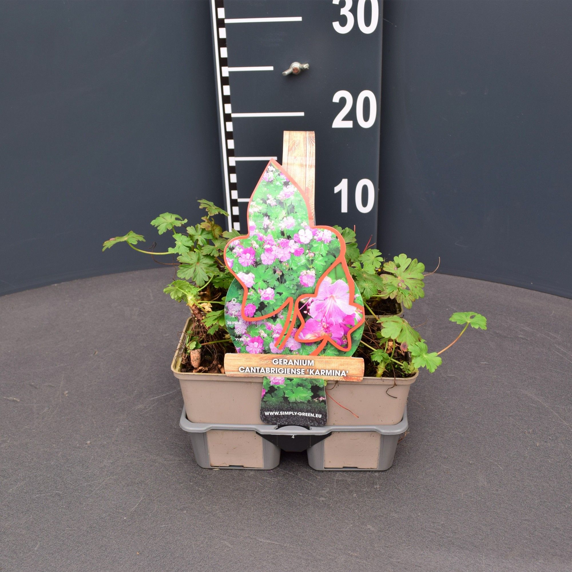 Geranium cantabrigiense 'Karmina' 4 pack