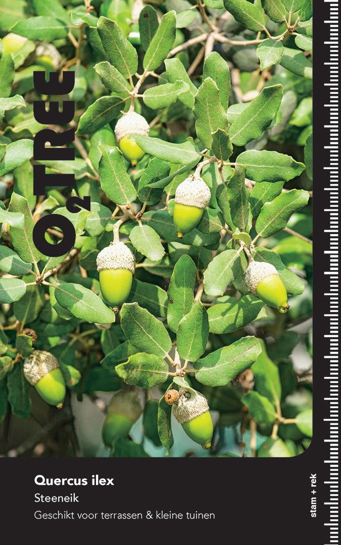 Quercus ilex co hoogstam