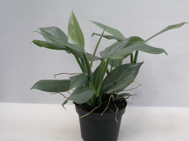 Philodendron Grey | Hamiplant