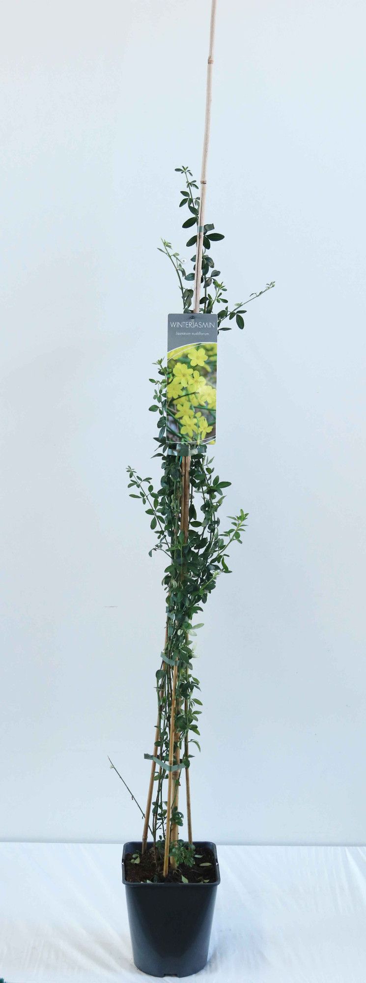 Jasminum nudiflorum