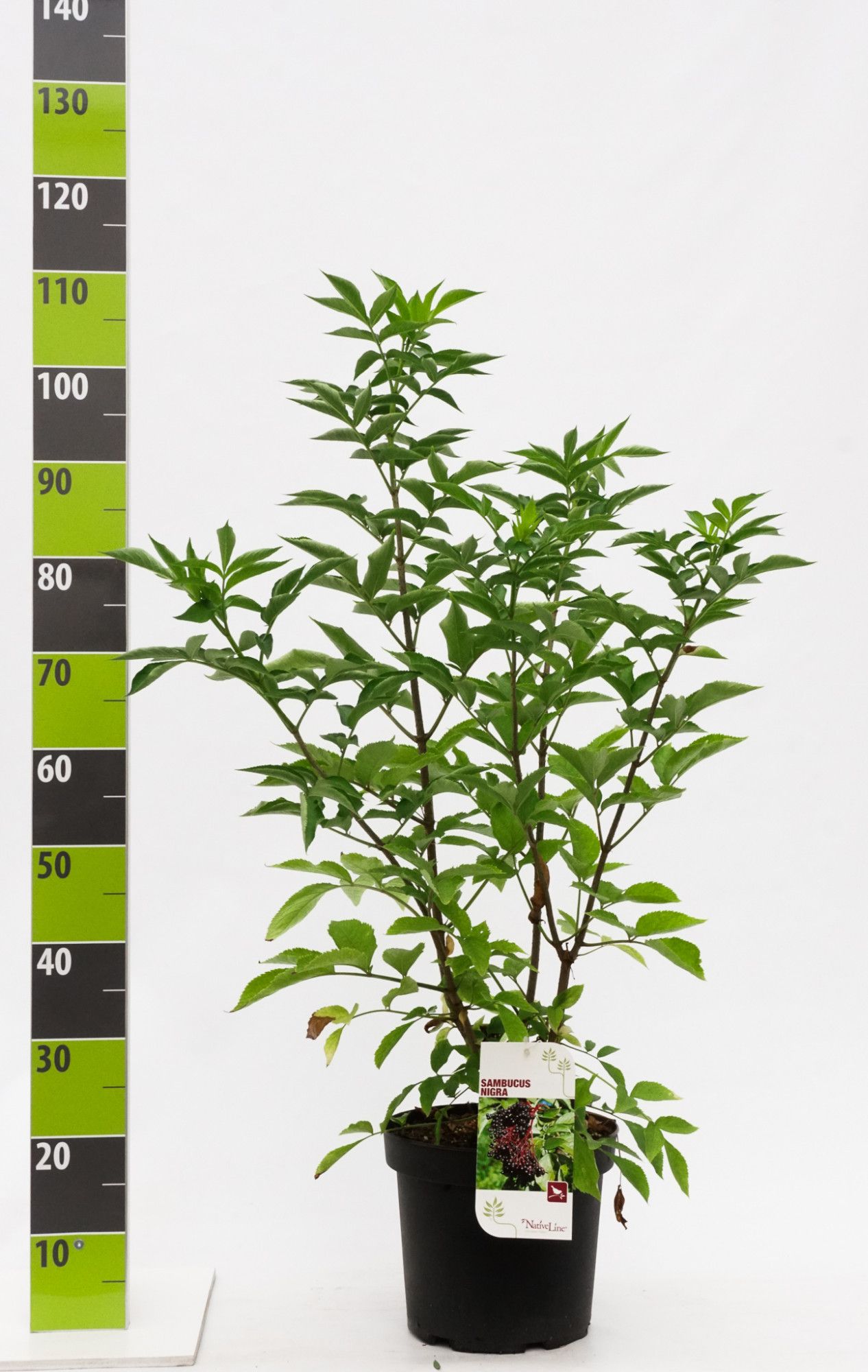 Sambucus nigra