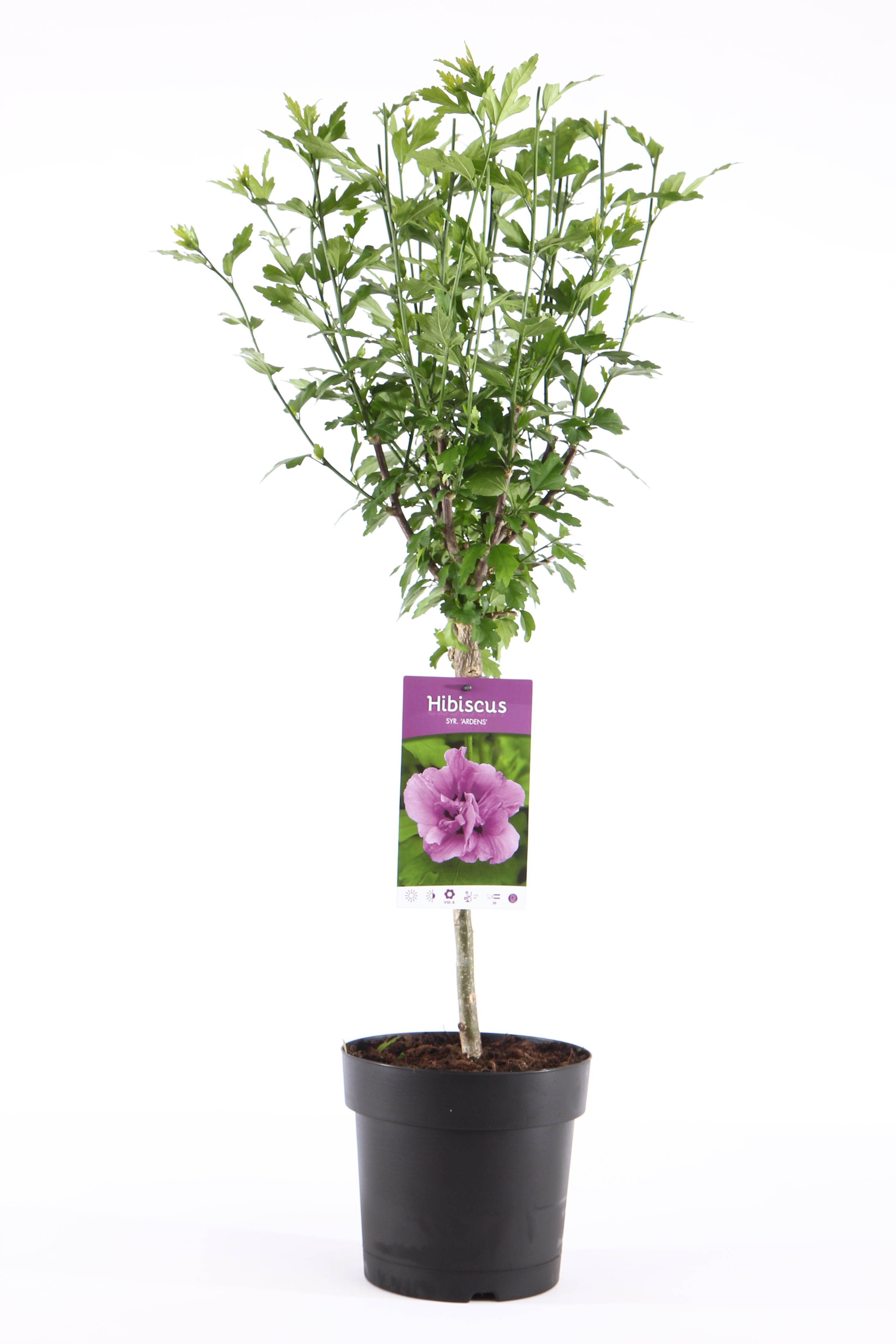 Hibiscus syriacus 'Ardens' stam