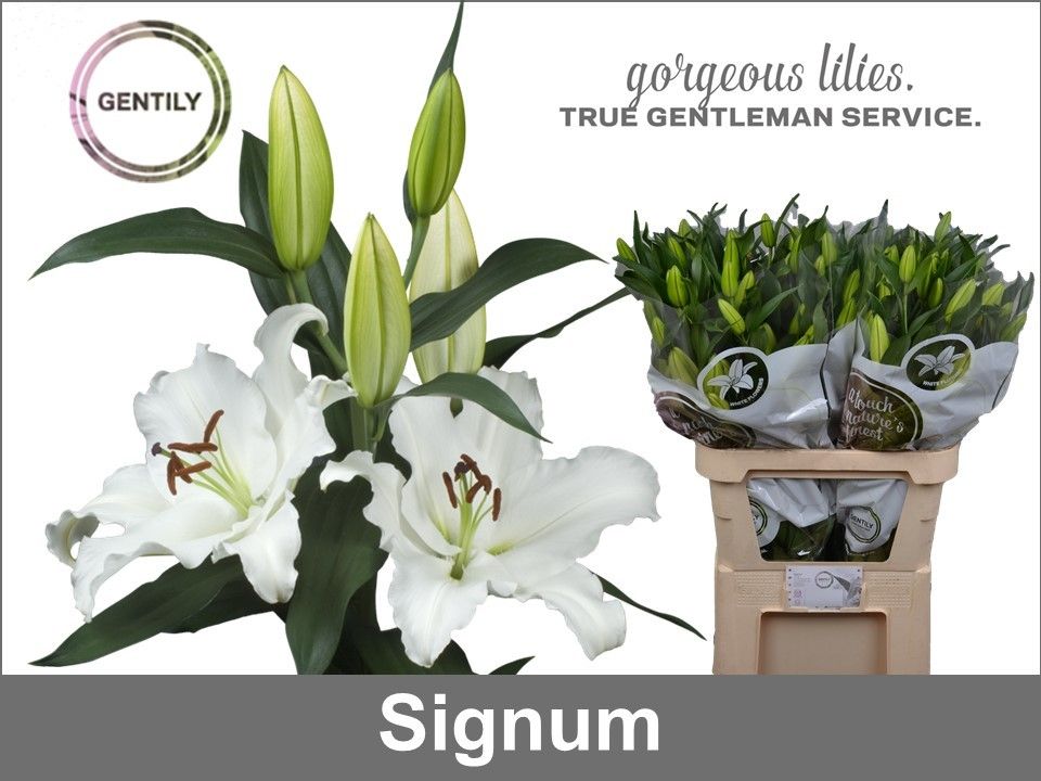 Li Or Signum