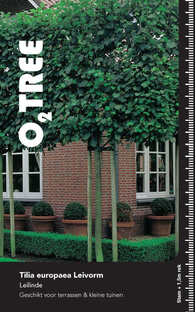 Tilia eur. 'Pallida' Hoogstam leirek PL x stamhoogte