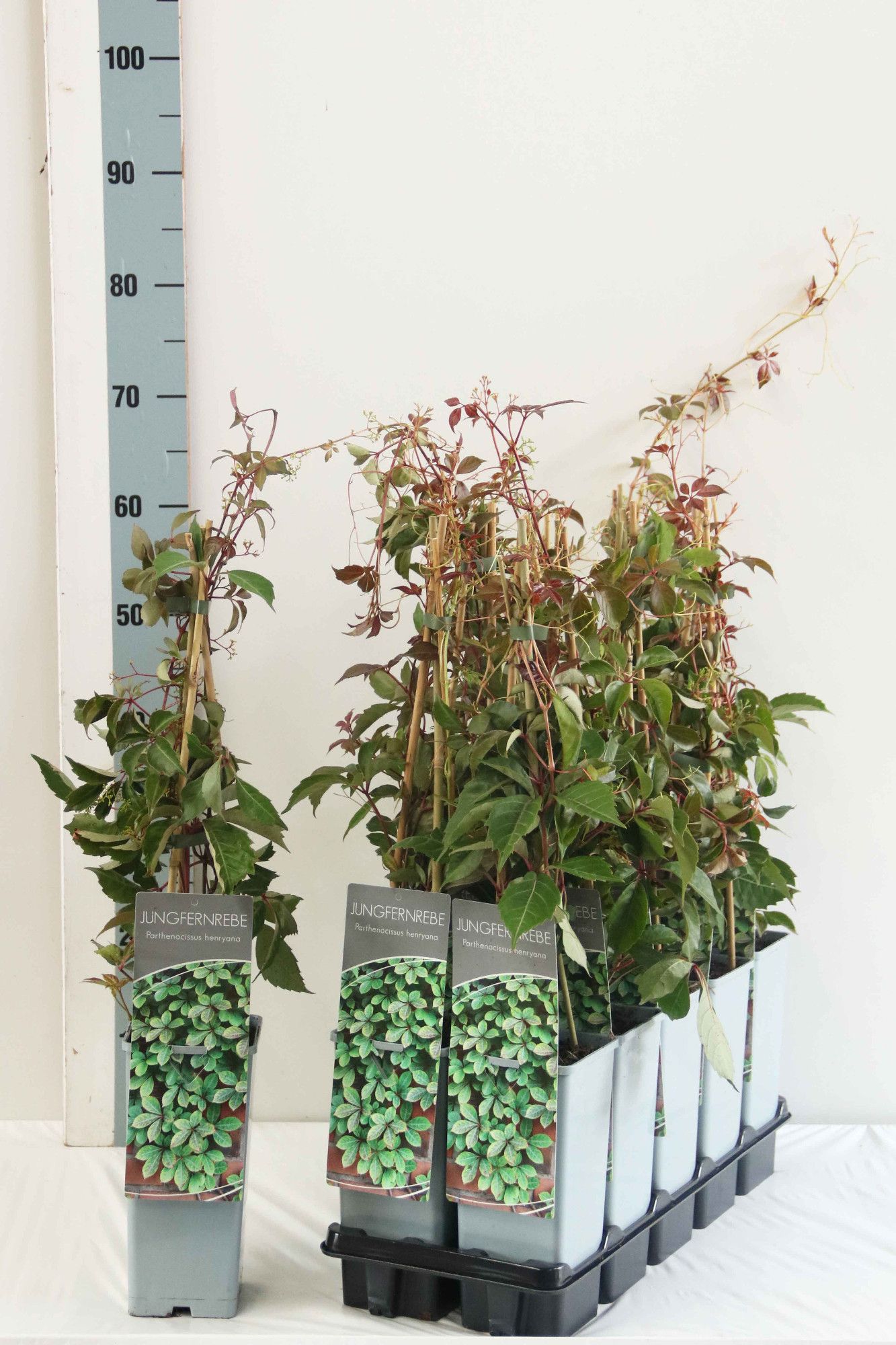 Parthenocissus henryana