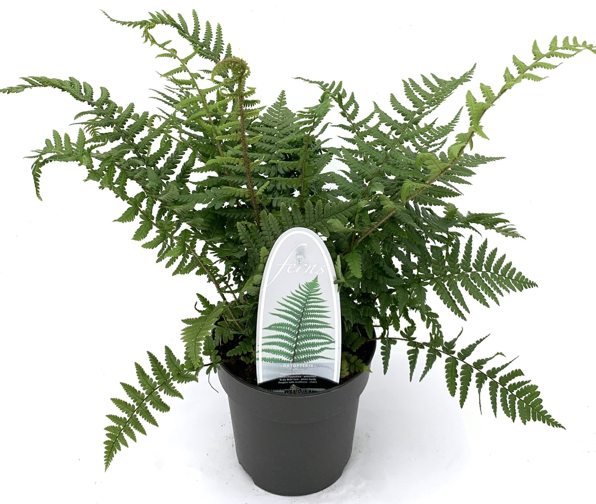 Dryopteris affinis
