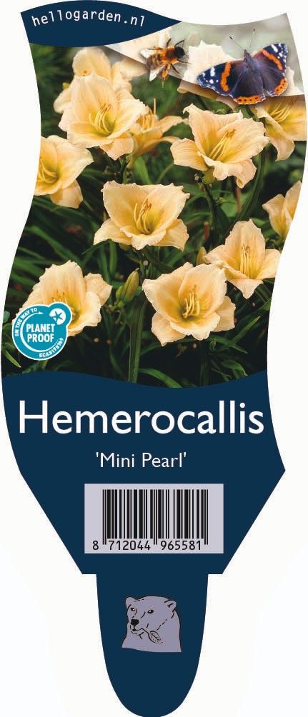 Hemerocallis 'Mini Pearl'