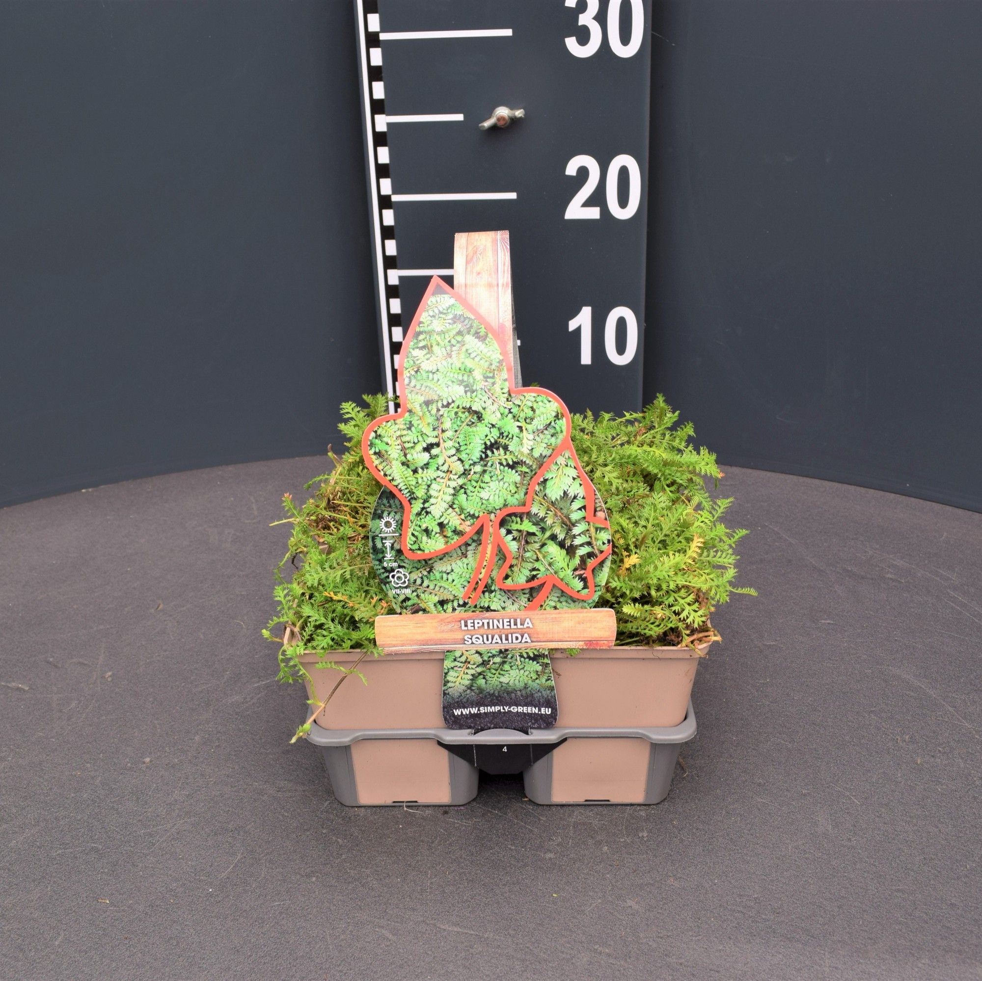 Leptinella squalida 4 pack