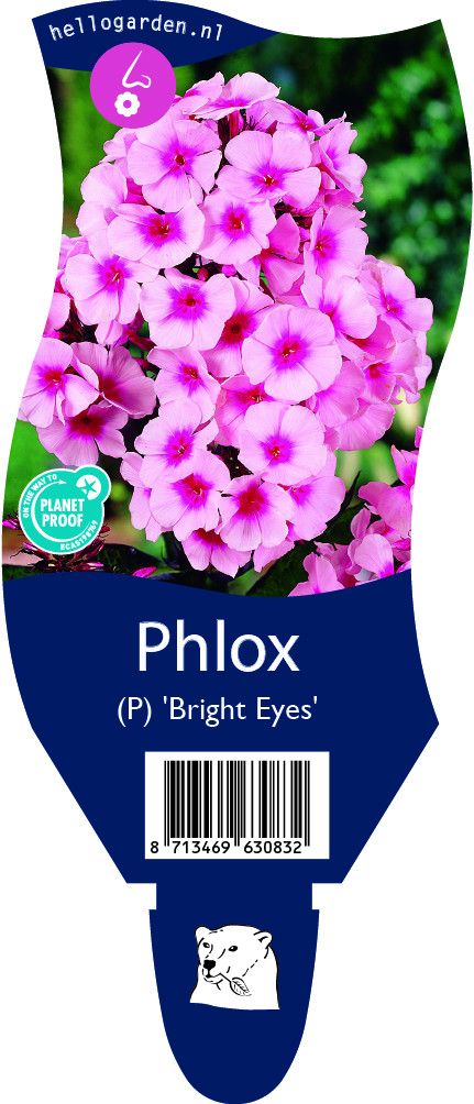 Phlox (P) 'Bright Eyes'