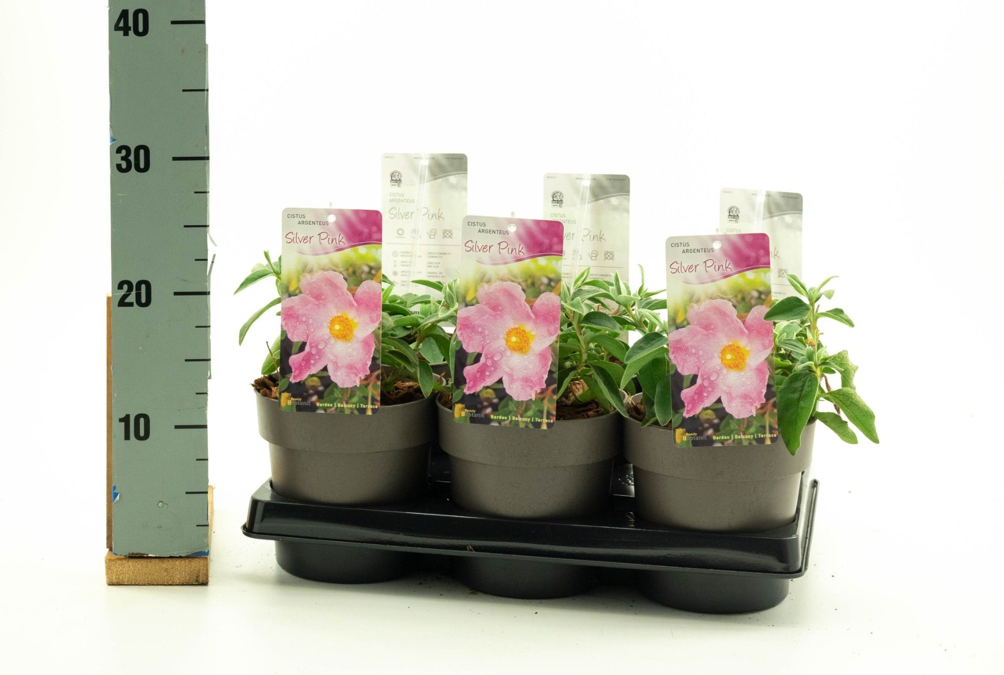 Cistus 'Silver Pink'