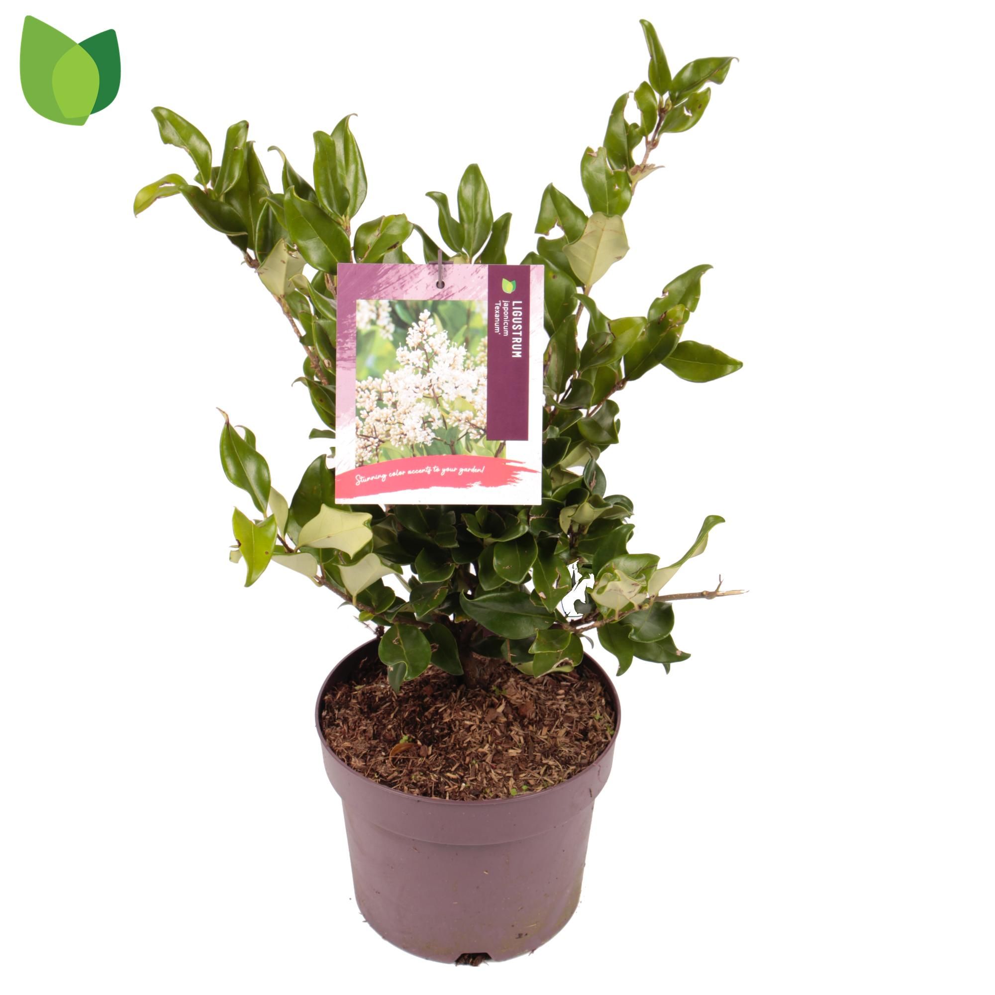 Ligustrum japonicum 'Texanum'