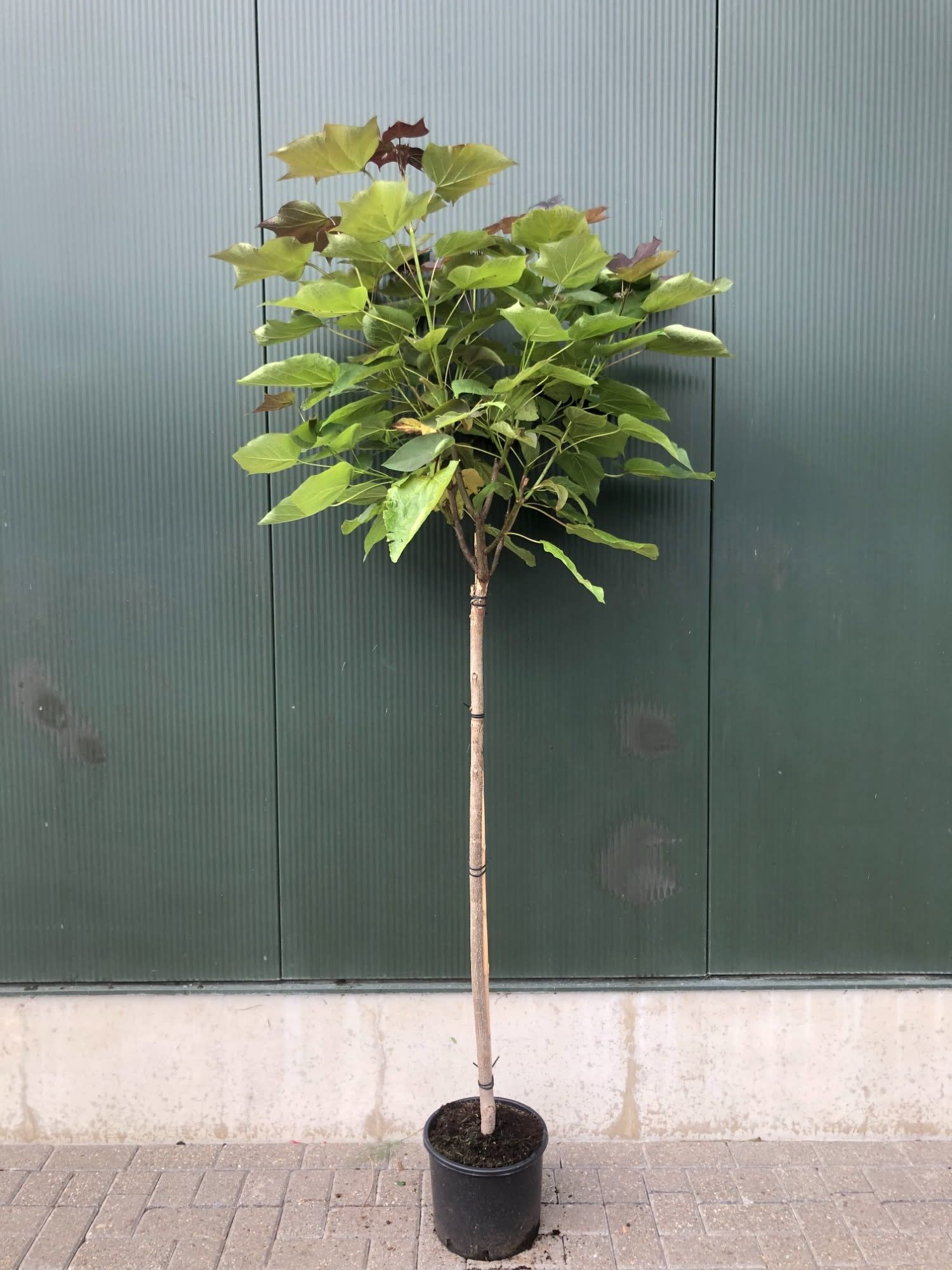 Catalpa erubescens 'Purpurea' co halfstam