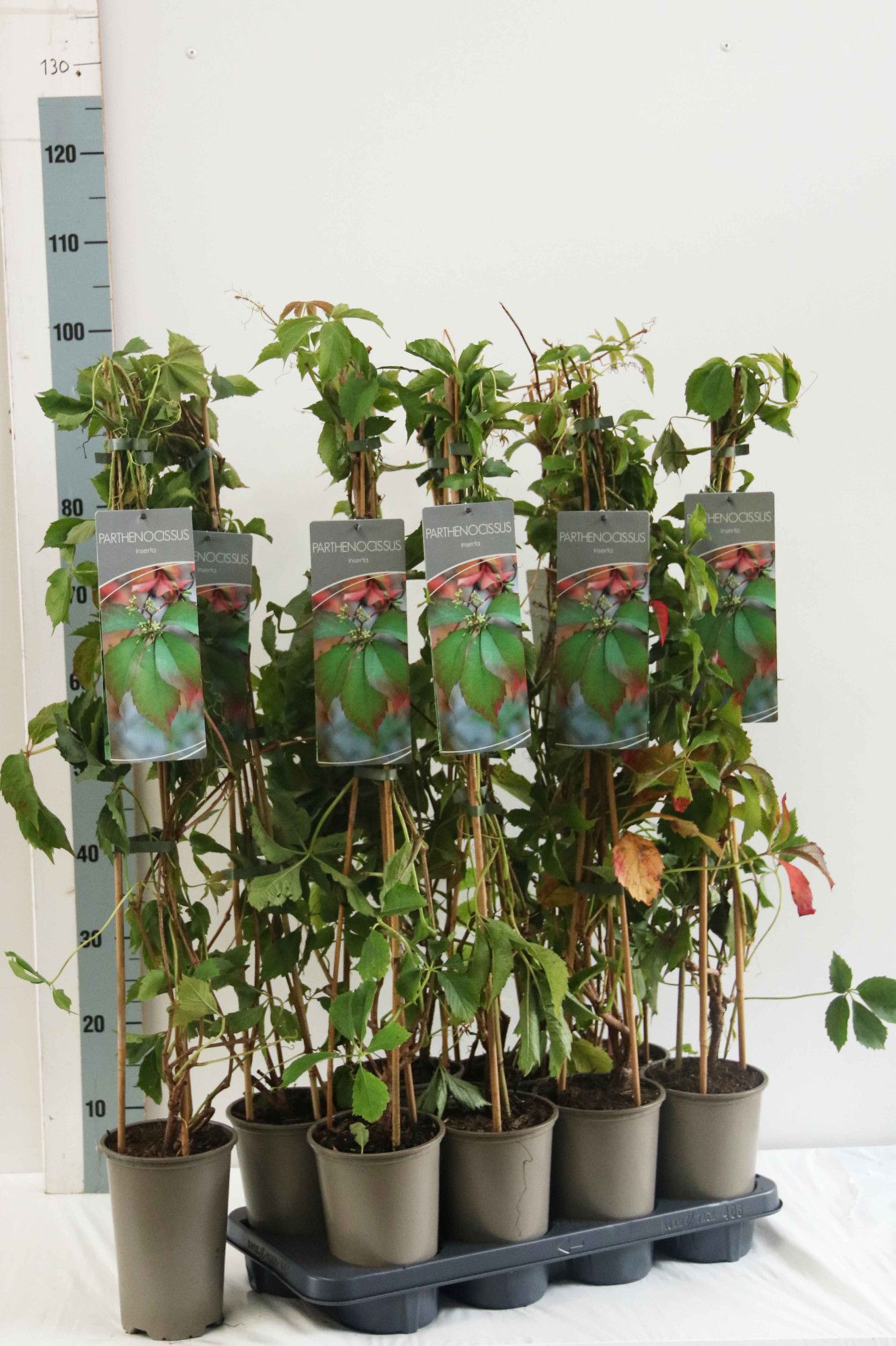 Parthenocissus inserta