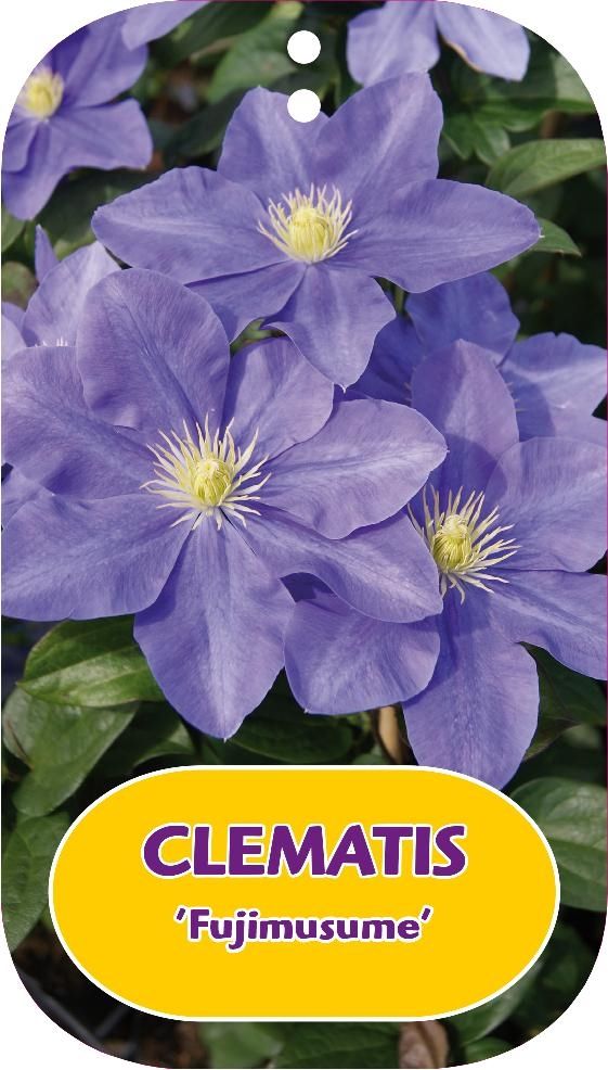 Clematis 'Fujimusume'