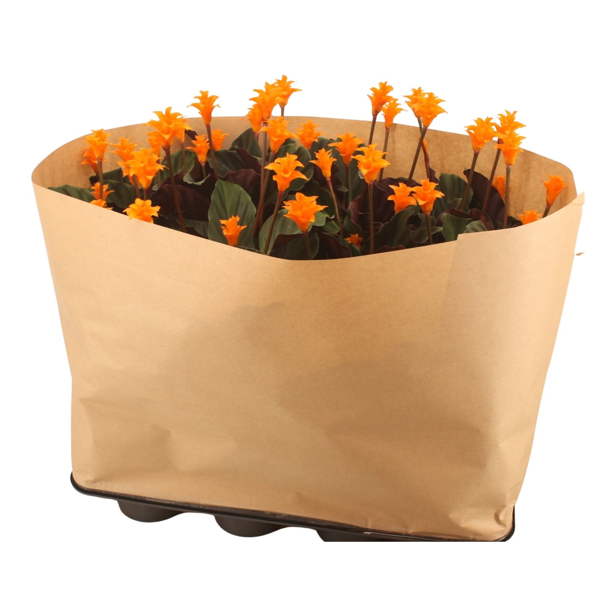 Calathea crocata 'Tassmania' 5-6 Flowers in Paper Traysleeve | Gardenline