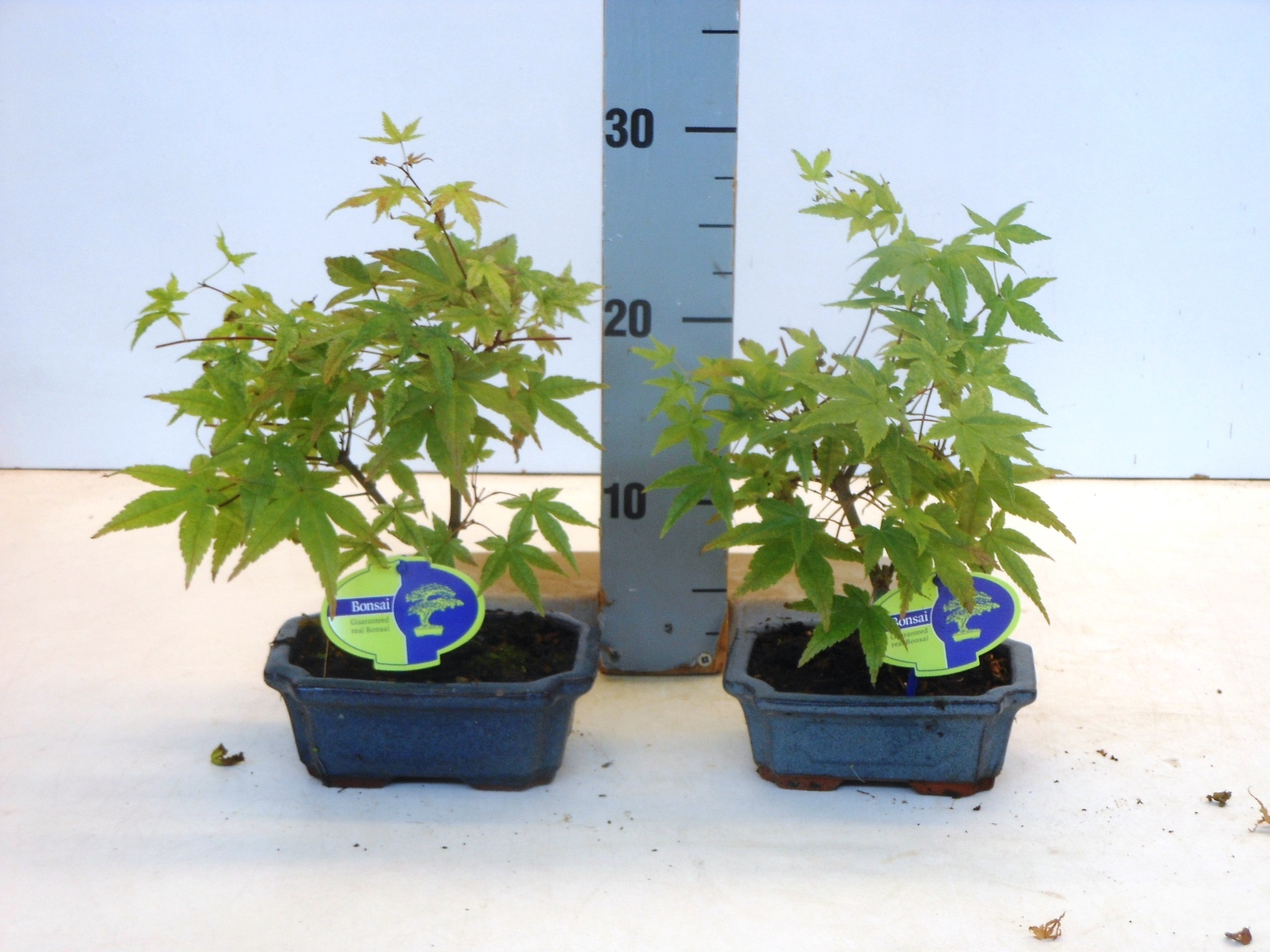 bonsai ficus gießen Tipps zur Pflege deiner Pflanze : Ficus microcarpa ginseng –  PflanzenFuerAlle main image 1