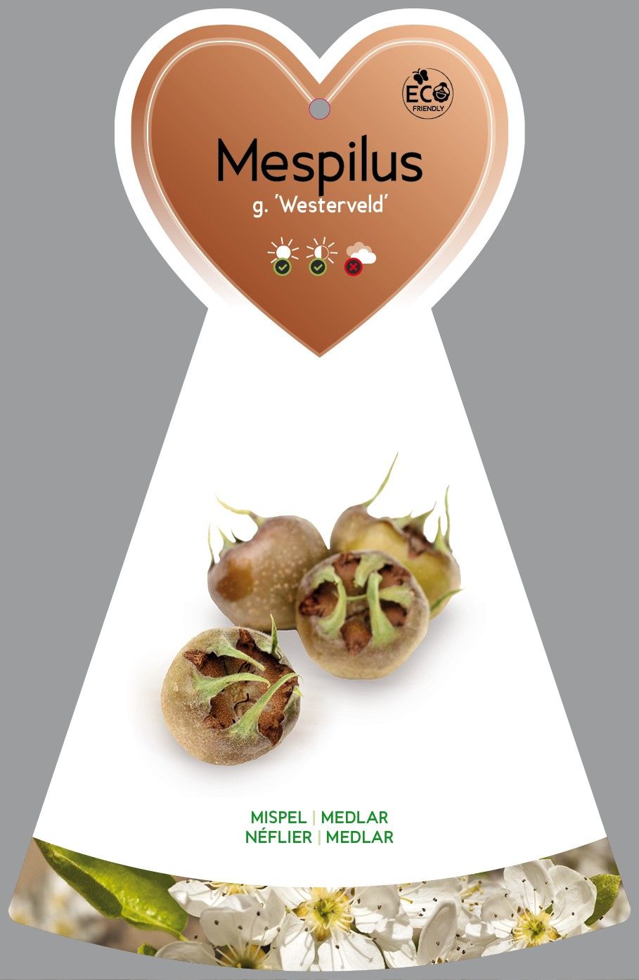 Mespilus germanica 'Westerveld' halfstam