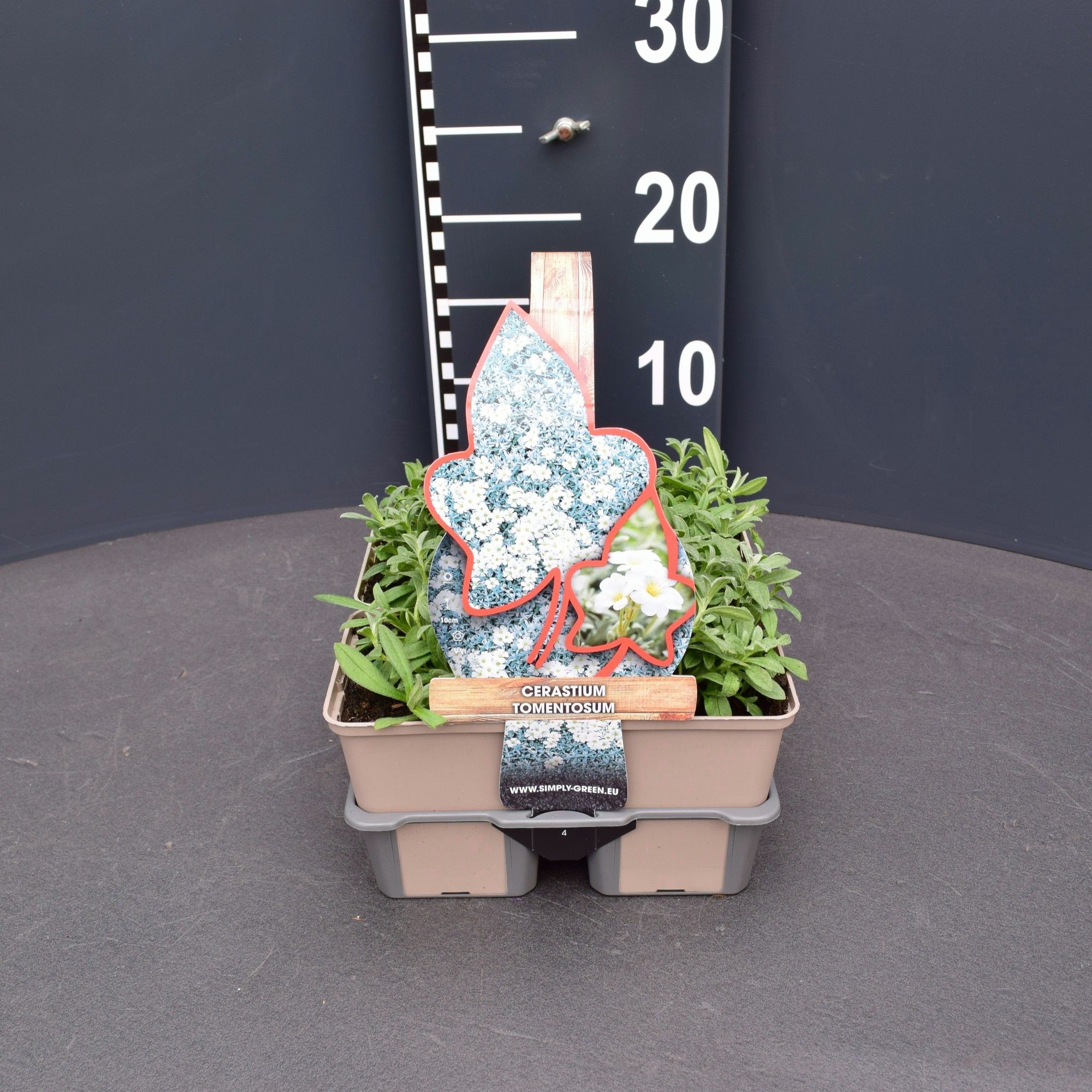 Cerastium tomentosum 4 pack
