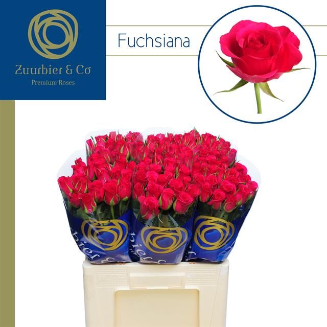 R Gr Fuchsiana