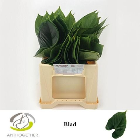 Blad Mini.
