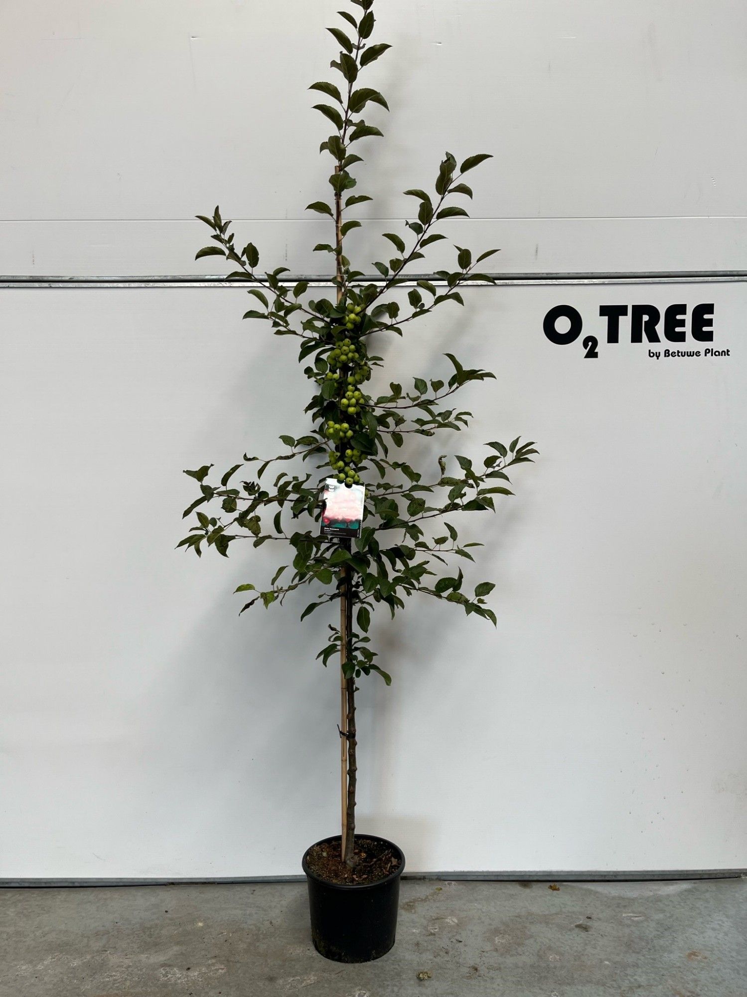 Malus 'Evereste' beveerd