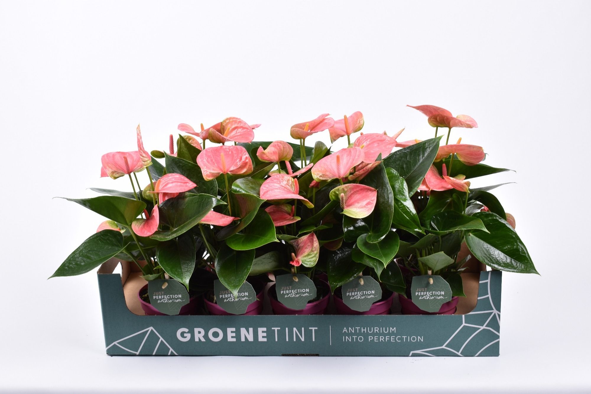 Anthurium (Andreanum) Sweet Dream Showbox | OZ Planten