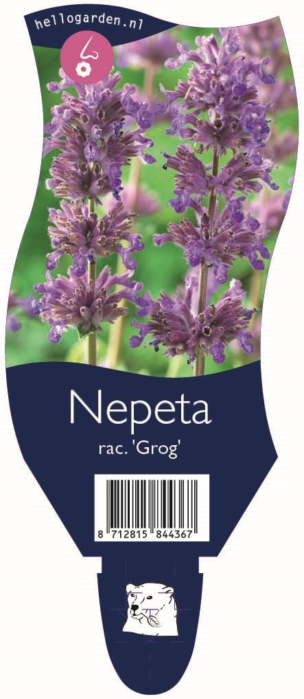 Nepeta racemosa 'Grog'