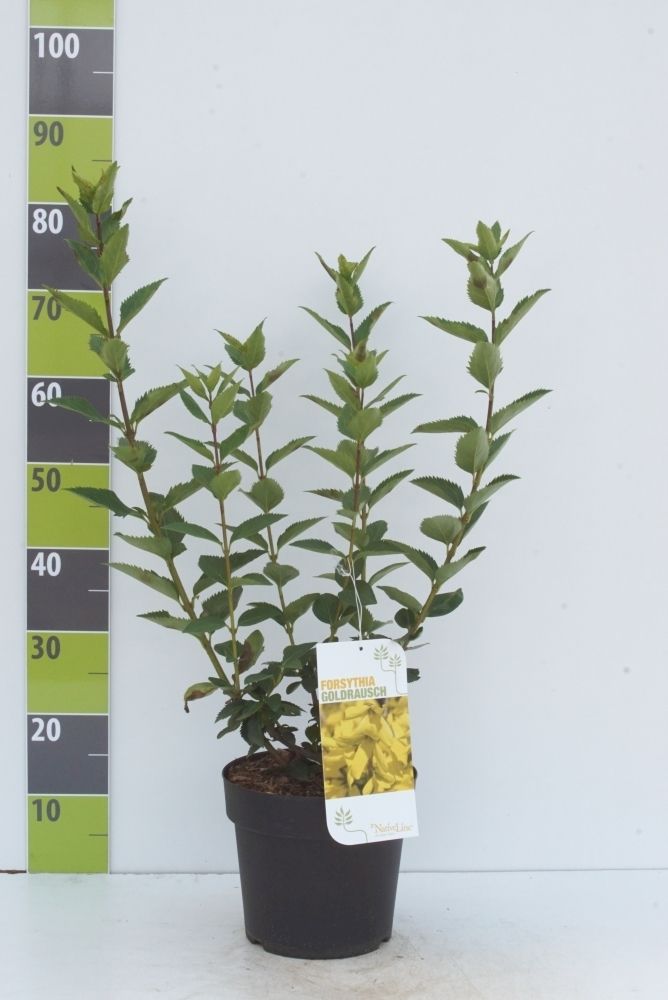 Forsythia 'Goldrausch'