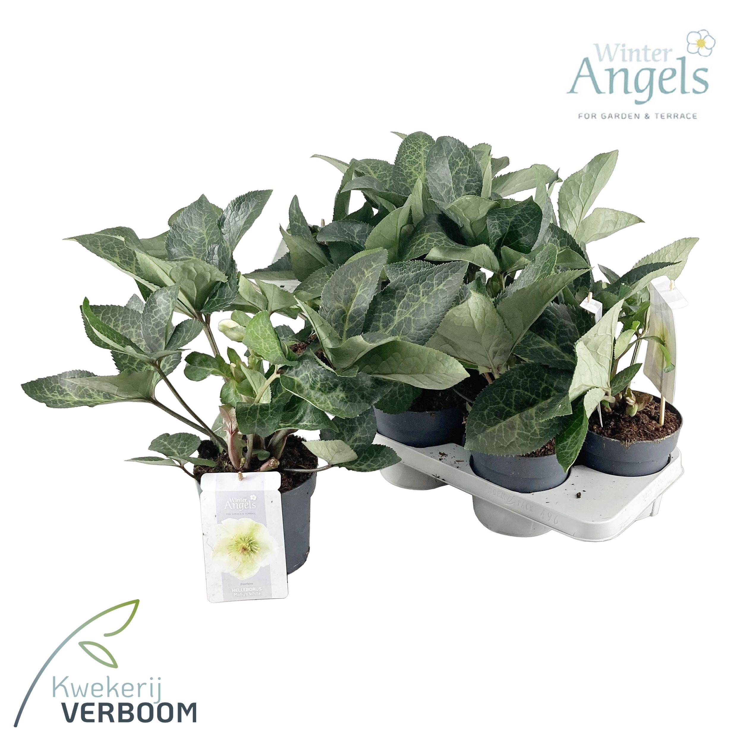 Helleborus Frostkiss Molly's White GROEN
