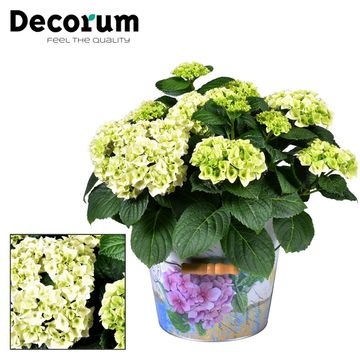 Hydrangea Macrophylla Laubgeholze Baumschule Alle Produkte Hamiplant