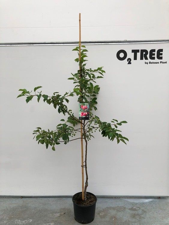 Malus 'Red Sentinel' beveerd