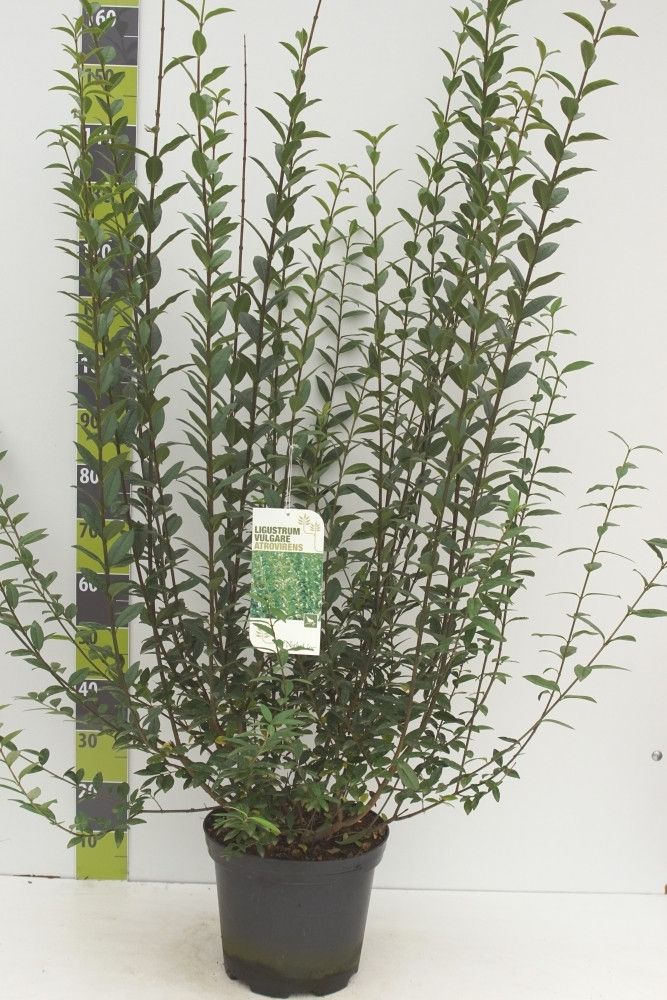 Ligustrum vulgare 'Atrovirens'